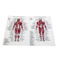 60cm*80cm Muscle System Posters Silk Cloth Anatomy Chart Human Body School Medical Science Educational Supplies Home Decoration