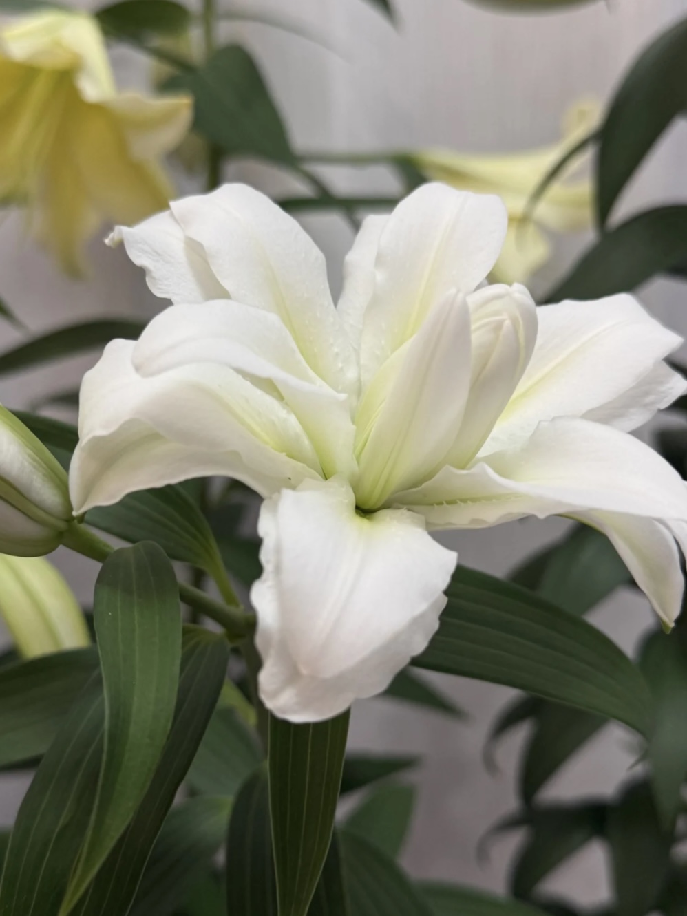 Arosa Double Oriental Lily4