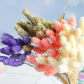 20Pcs Colorful Grass Dried Flower Bunny Tail Natural Plants Floral Rabbit Grass Bouquet Home Decoration Accessories Long Bunches