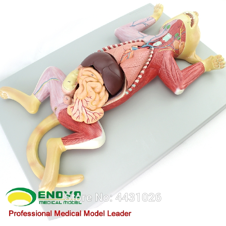 ENOVO Cat anatomy model pet organ visceral muscle neuroveterinary animal husbandry teaching animal map