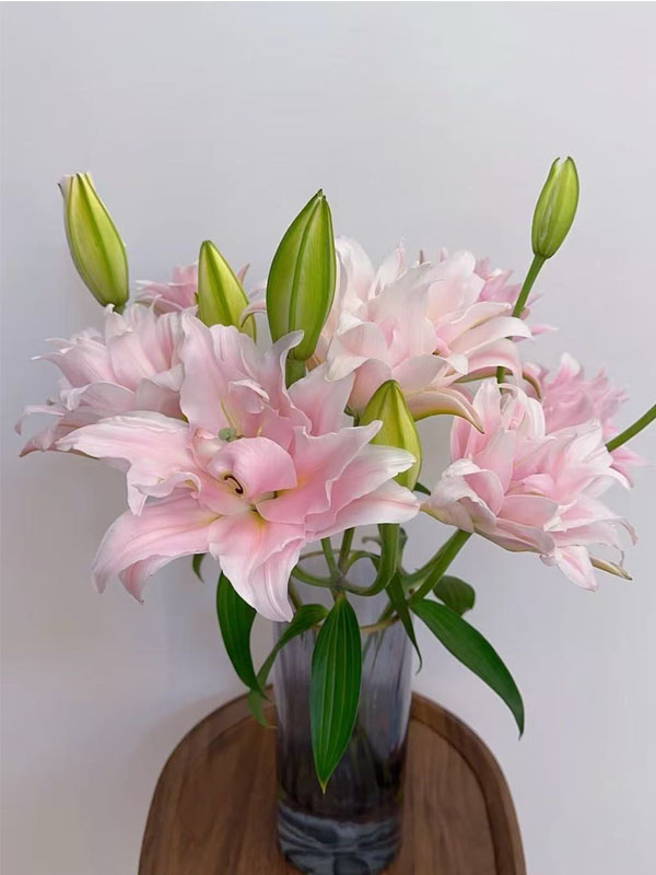 Goddess Double Petal oriental lily4