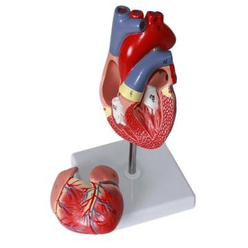Human Heart Model, 2-Part Deluxe Life Size Human Heart Replica with 34 Anatomical Structures, Held Together with Magnets