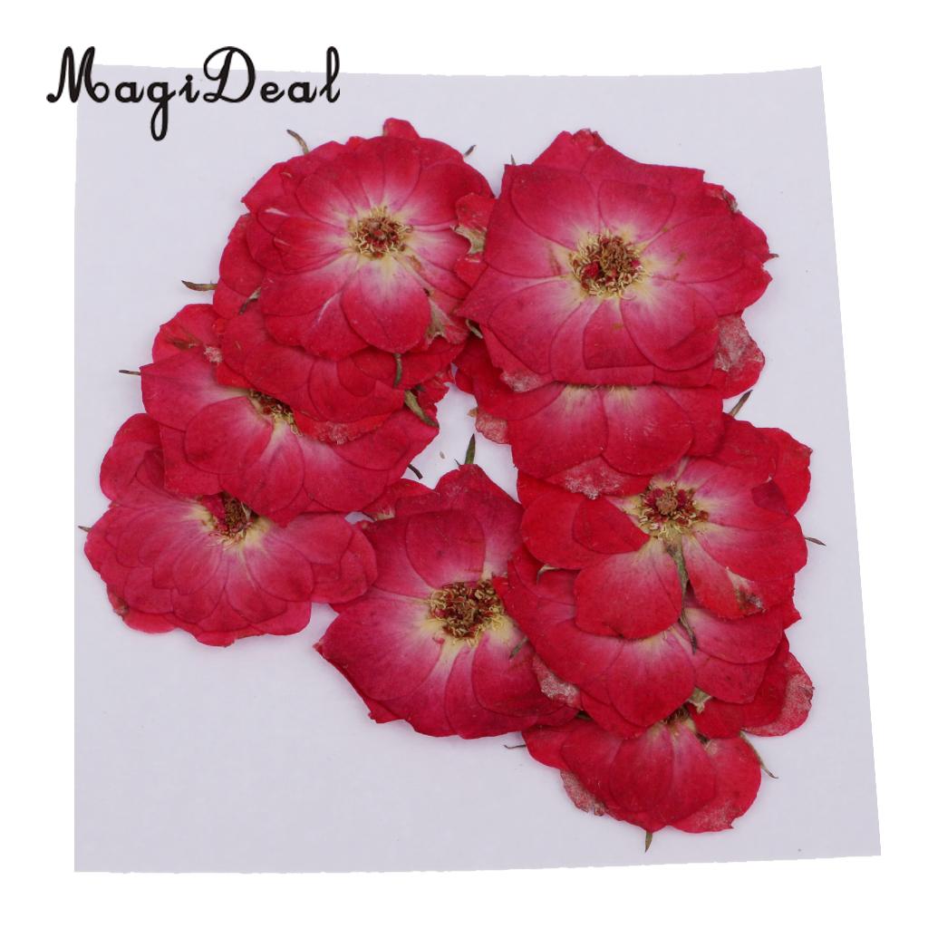 MagiDeal 10 Pcs Multiple Beautiful Natural Real Rose Violet Dried Pressed Flowers for DIY Scrapbooking Crafts Red for Phone Case