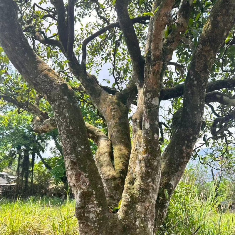 ancient-mengku-tea-tree-for-gaba-puer
