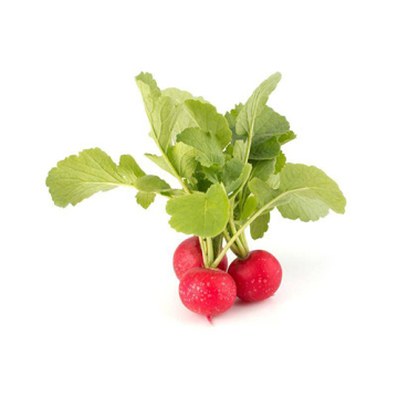 Red Cherry Radish for Wholesale Export