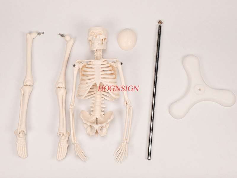 Human skeleton model medical medicine teaching