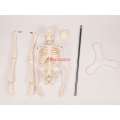 Human skeleton model medical medicine teaching