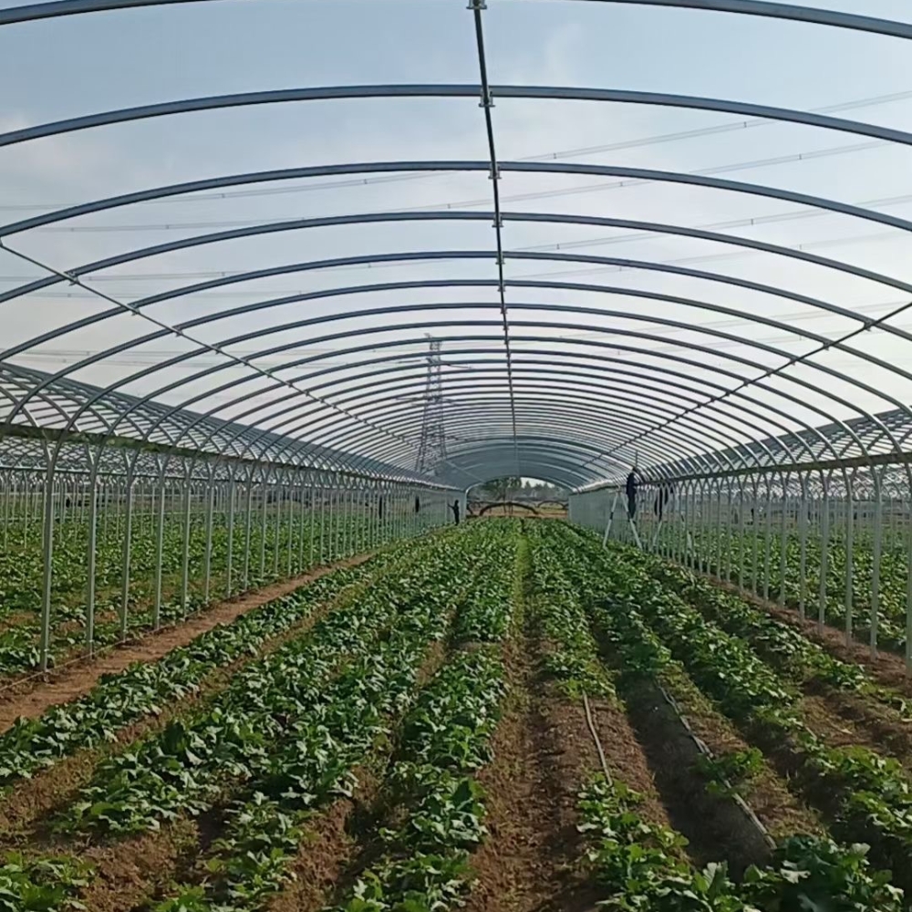 Film Multi-span Greenhouse