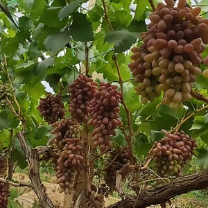 Organic Selenium-Rich Hongxia Fairy Grape
