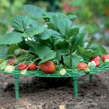 5PCS Plant Plastic Tool Strawberry Growing Circle Support Removable Easy Install Agriculture Improve Harvest soporte fresas #15