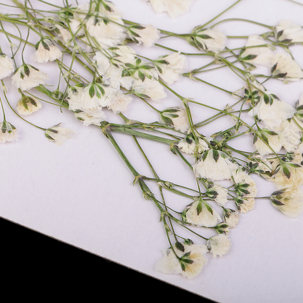 10Pc Beautiful Pressed Babys Breath Dried Flowers For Art Craft Scrapbooking