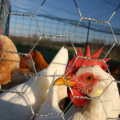 Good Wire Mesh For Chicken Coops