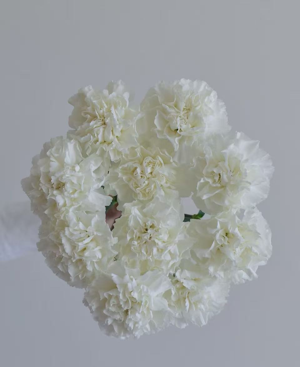 Single-headed carnation with white Single-headed carnation with white