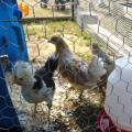https://www.bossgoo.com/product-detail/farm-high-hardness-breeding-animal-fence-62968667.html