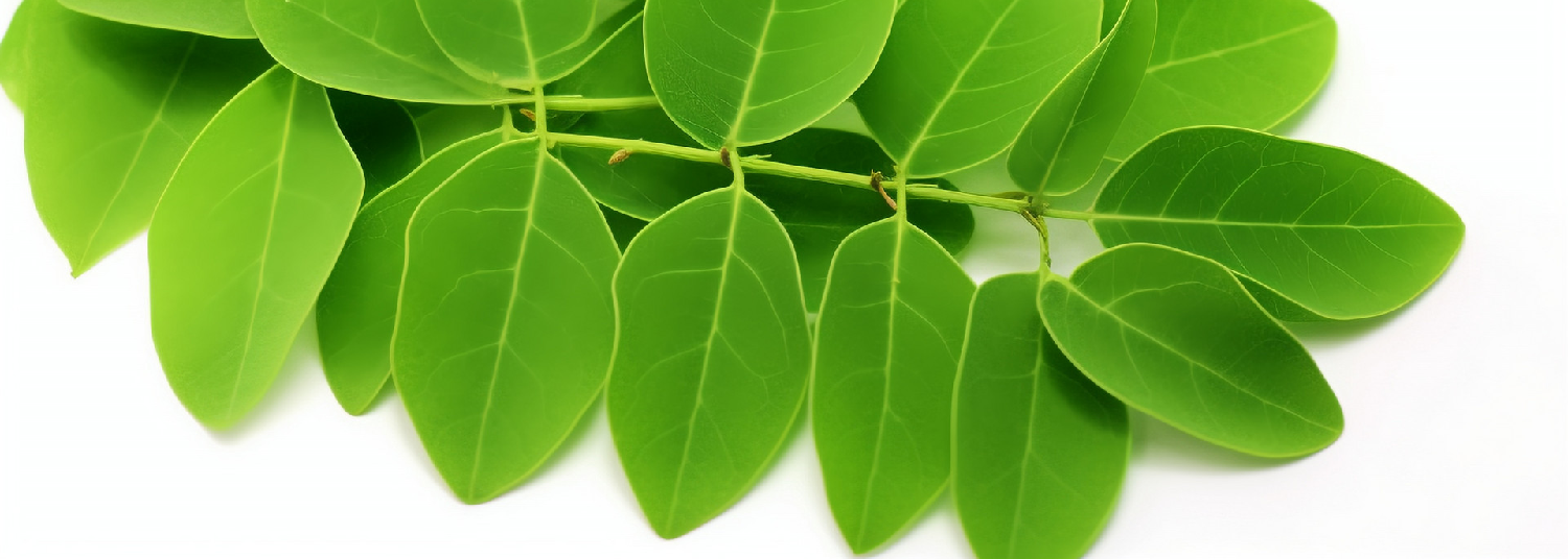Moringa-Powder-3