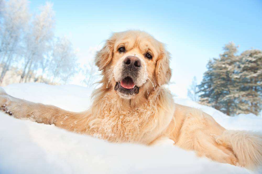 happy pet dog happy pet dog