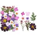 Pressed Dried Flowers Natural Dry Preserved Flower Plant for DIY Scrapbooking Bookmark Gift Box Card Album Phone Case Decoration