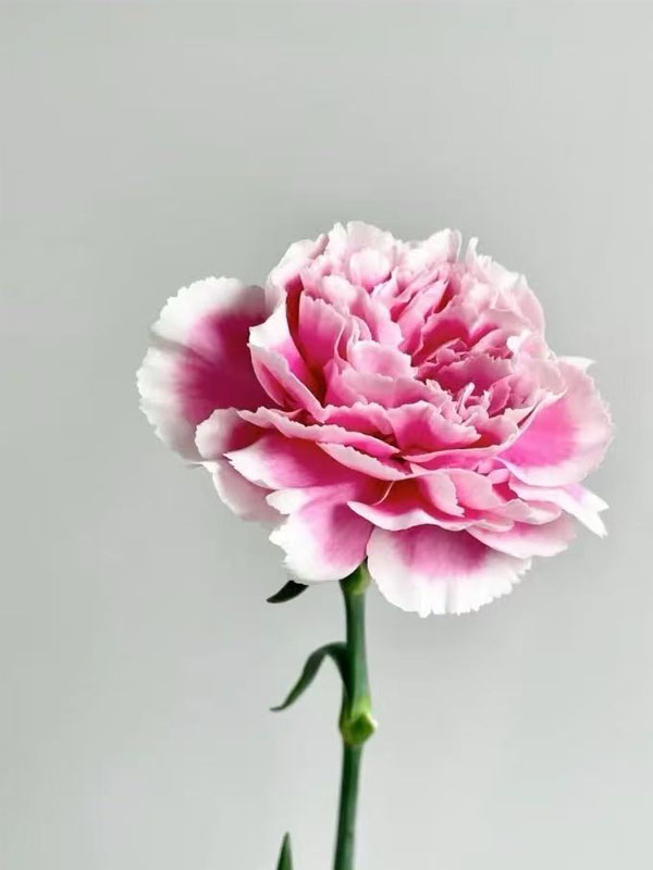 Smile Carnation
