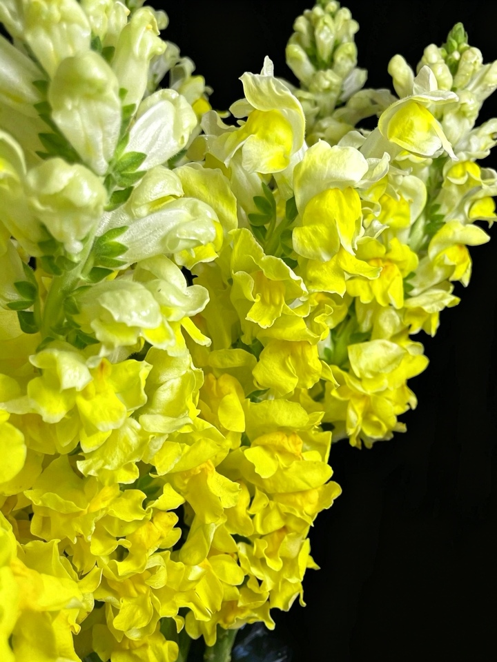 Yellow Snapdragon