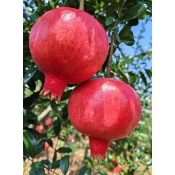 Premium Gift-Boxed Mengzi Pomegranates from YN Xiguo DLBC