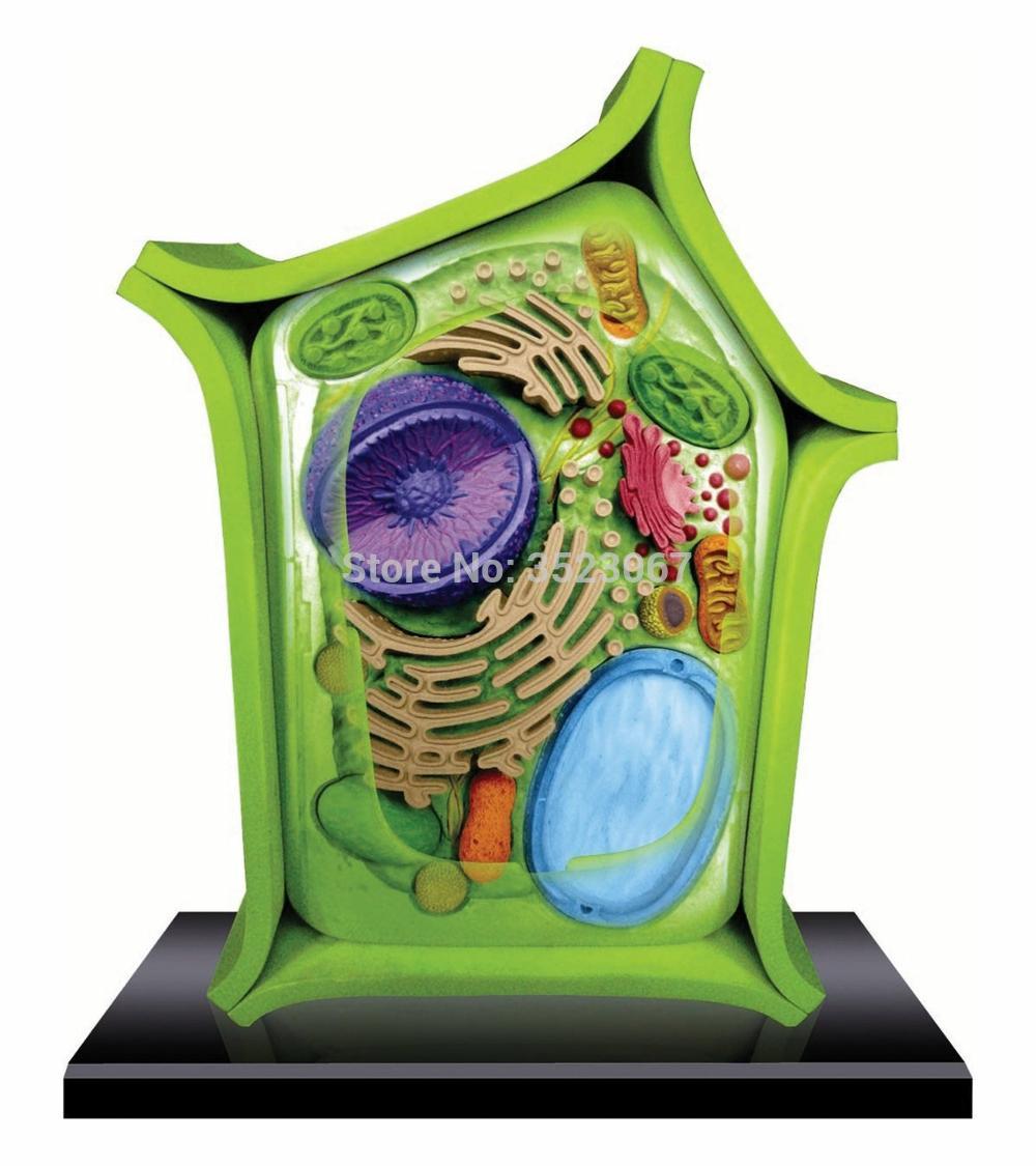 4 D Master plant cell anatomical Skeleton Model for sale dimensional toy anatomical model Medical Science education equipment