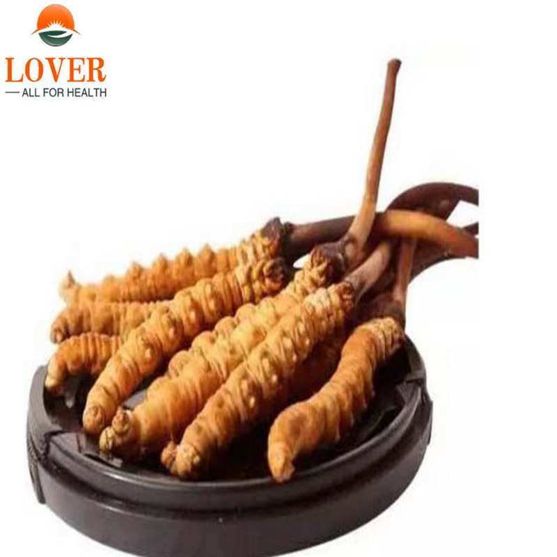 100-1000g Pure Cordyceps sinensis Powder Extract 50:1,Cordyceps,aweto,Chinese caterpillar fungus, winterworm summerherb Powder