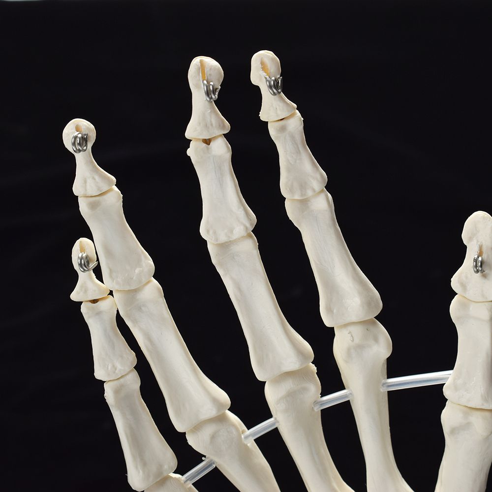 Human Hand Joint Anatomical Skeleton Model Medical Science Health Life