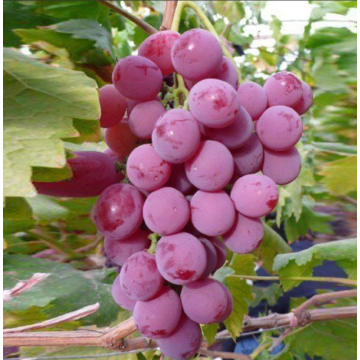 Premium Fresh Yunnan-Grown Red Globe Grapes