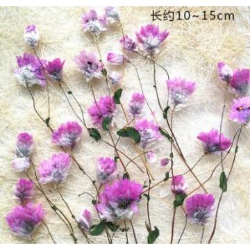 10pcs/lot with Branch Preserved Flower Dried Flowers for Diy Pressed Flower Craft Card Bookmark