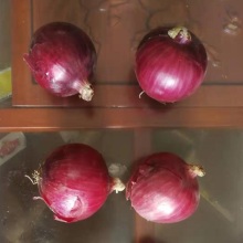 High Quality Fresh Red Onions