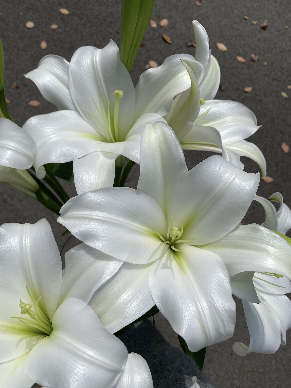 White Trumpet  Easter Lily1