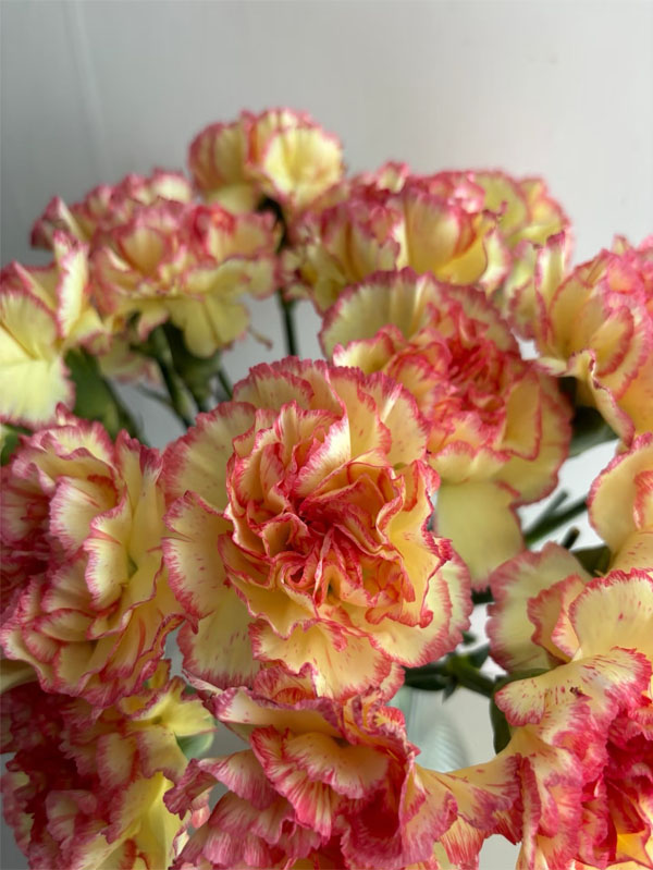 Bride Charm Carnation