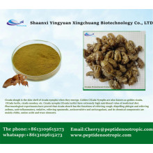 cicadae periostracum extract in chinese powder