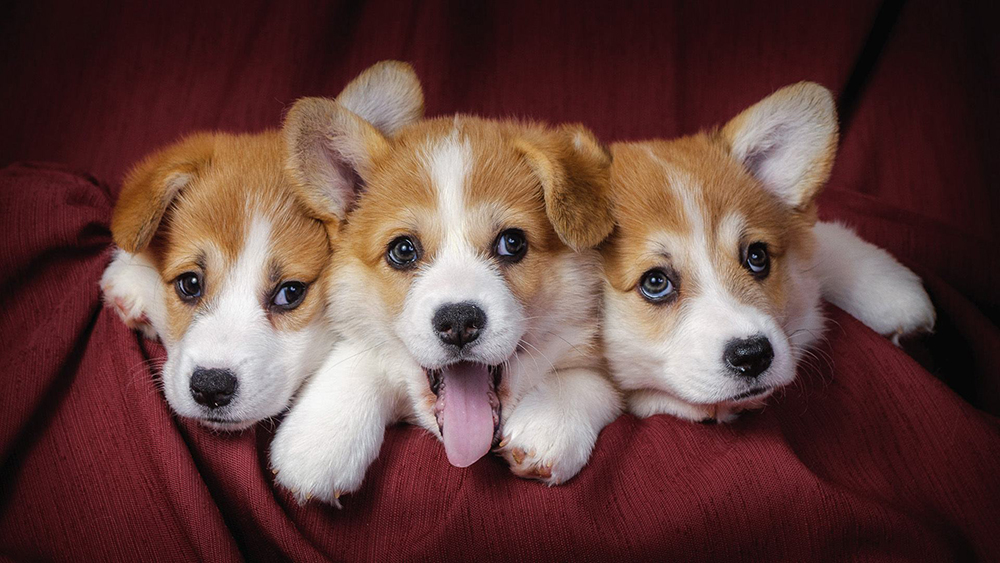dog crate dog crate