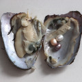 mussel three pearls