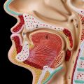 Medical Science Accessories Human Anatomical Nasal Cavity Throat Anatomy Medical Model Teaching Tool dropshipping