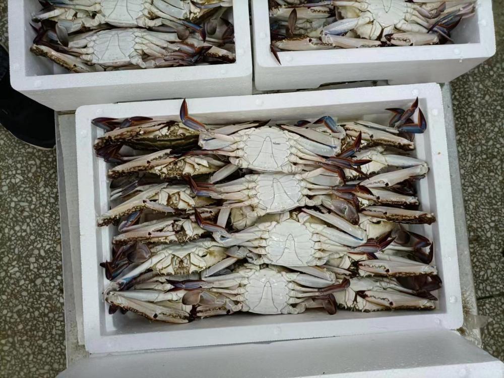 FROZEN WHOLE SWIMMING CRAB