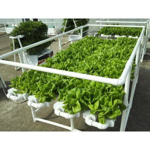 Complete Hydroponics System For Tomato /Lettuce