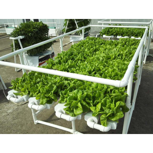 Complete Hydroponics System For Tomato /Lettuce Manufacturers and Complete Hydroponics System For Tomato /Lettuce Suppliers