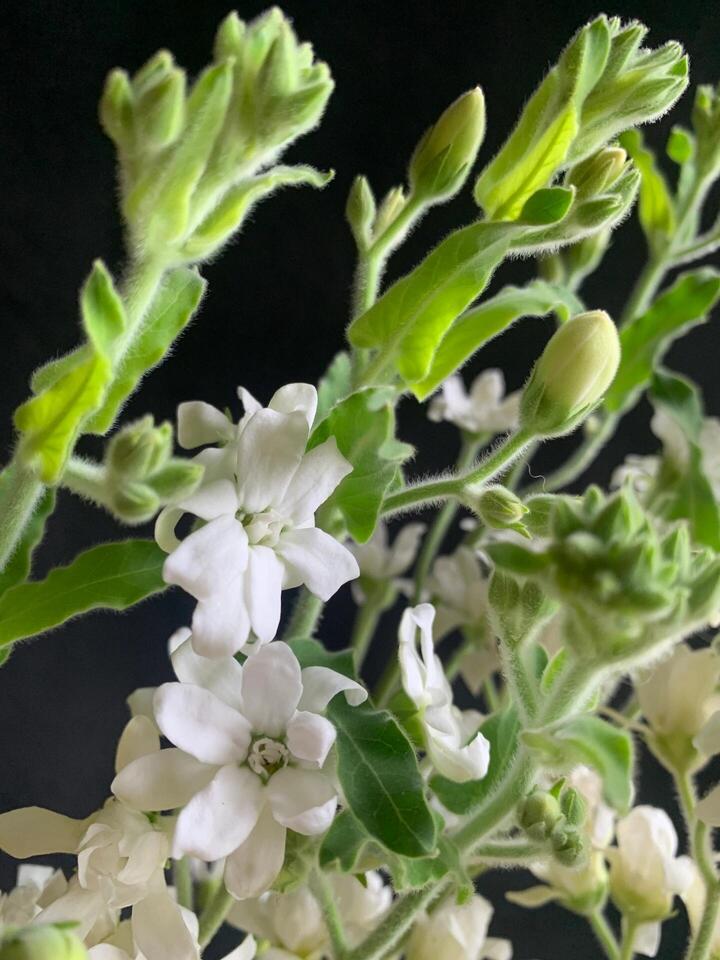 White Star Flower