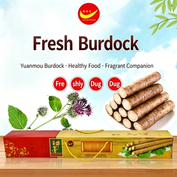 Yunnan Organic Fresh Burdock Root Premium