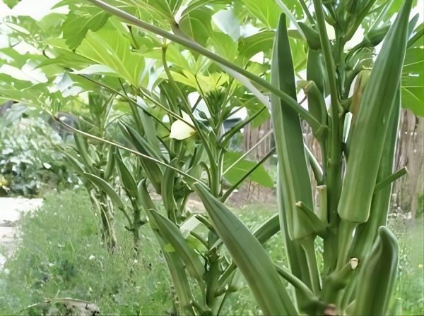 Okra Okra