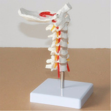 Life size Human Anatomical Model Cervical Vertebra Model Cervical Spine with Neck Artery Occipital Bone Disc and Nerve Model