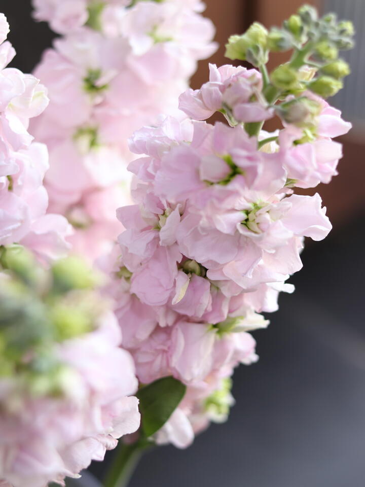 Pink Violet