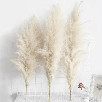 5Pcs Dried Natural Pampas Grass Decor Phragmites Flowers Home Christmas Decoration Natural Plants Dried Flower Bouquet