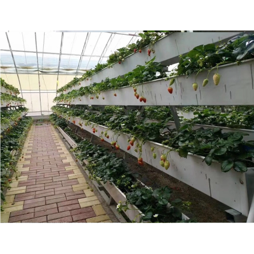 Commercial Strawberry Gully Hydroponics Channel Manufacturers and Commercial Strawberry Gully Hydroponics Channel Suppliers