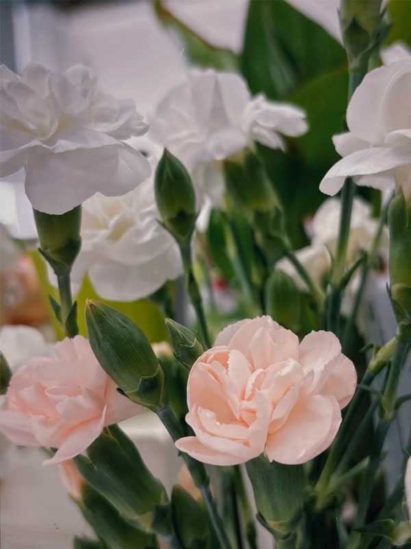 Liunian single headed carnation3