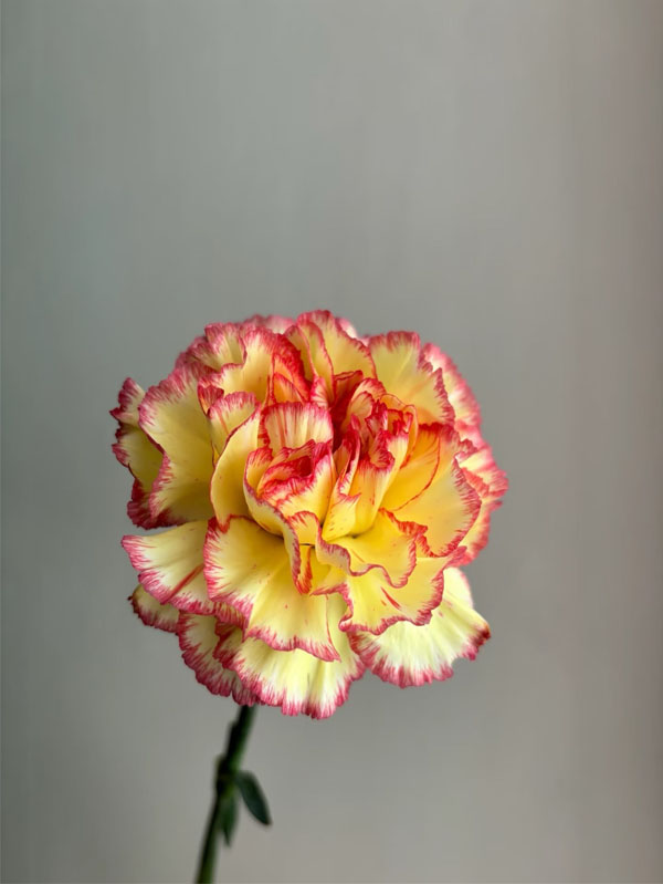 Bride Charm Carnation4