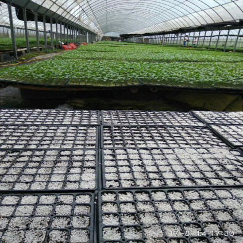 Plastic Seedling Greenhouse Nursery Tray Manufacturers and Plastic Seedling Greenhouse Nursery Tray Suppliers