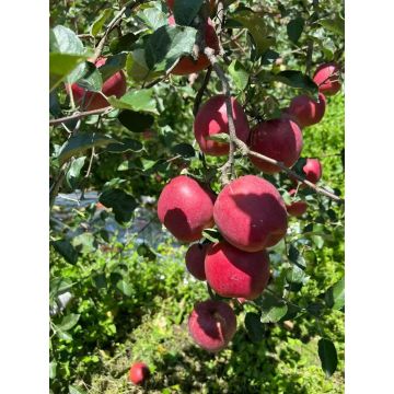 Premium Apple Preservation Wrap for Xiguo Z Tyn